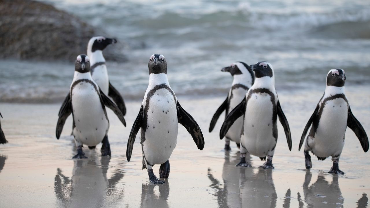 6 gatunków pingwinów, które możesz spotkać na Falklandach i Georgii Południowej
